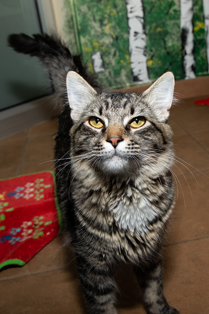 Loco, an adoptable Domestic Medium Hair, Domestic Short Hair in Longmont, CO, 80501 | Photo Image 2