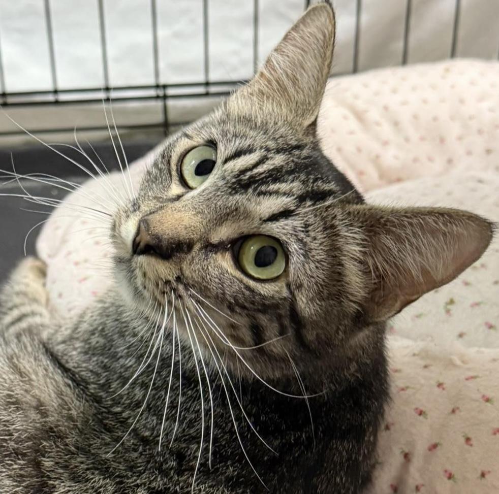 Sally (Motel 6 Momma), an adoptable Domestic Short Hair in Ontario, OR, 97914 | Photo Image 1