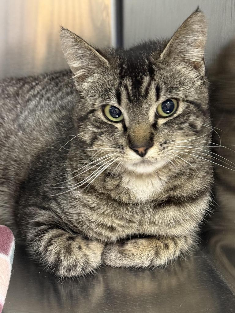 Sally (Motel 6 Momma), an adoptable Domestic Short Hair in Ontario, OR, 97914 | Photo Image 2