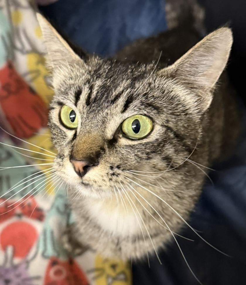 Sally (Motel 6 Momma), an adoptable Domestic Short Hair in Ontario, OR, 97914 | Photo Image 3