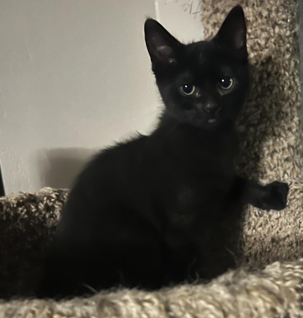 Rhett, an adoptable Domestic Short Hair in Ontario, OR, 97914 | Photo Image 1