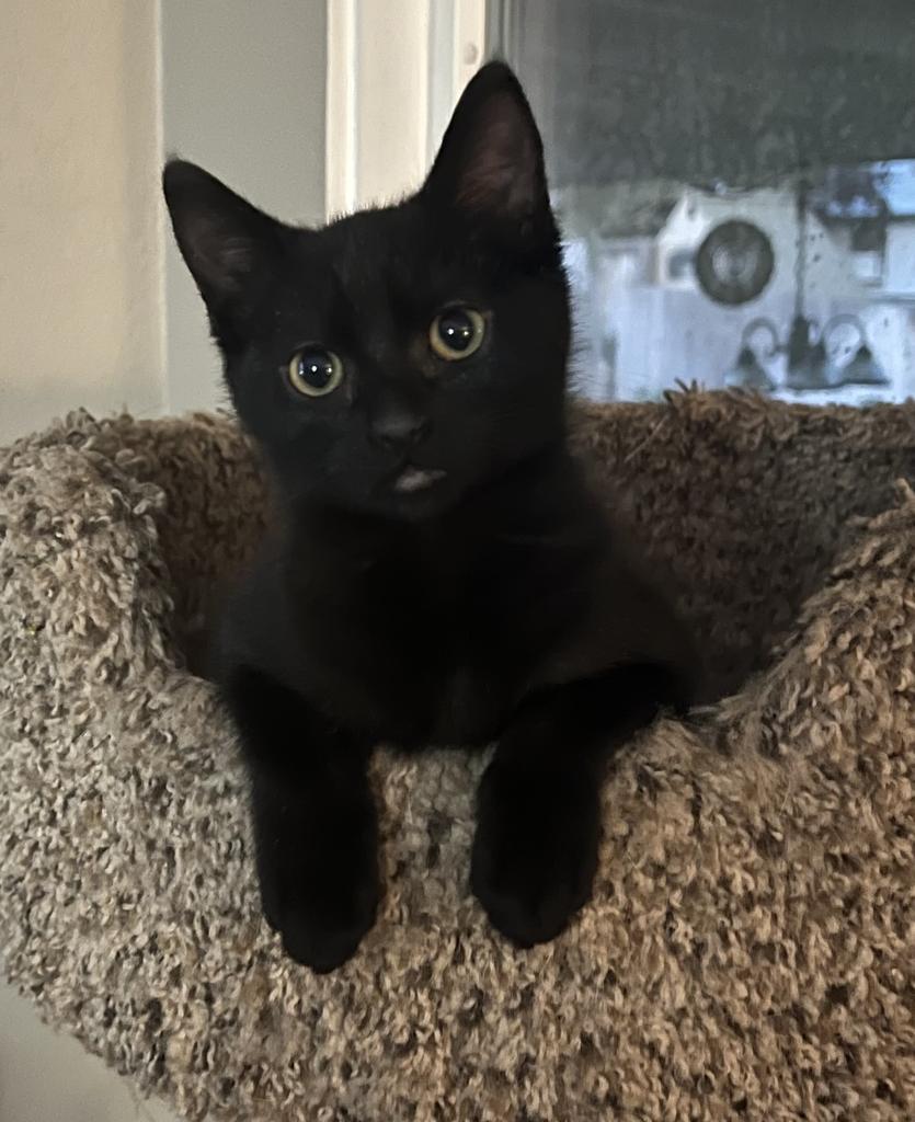 Rhett, an adoptable Domestic Short Hair in Ontario, OR, 97914 | Photo Image 2