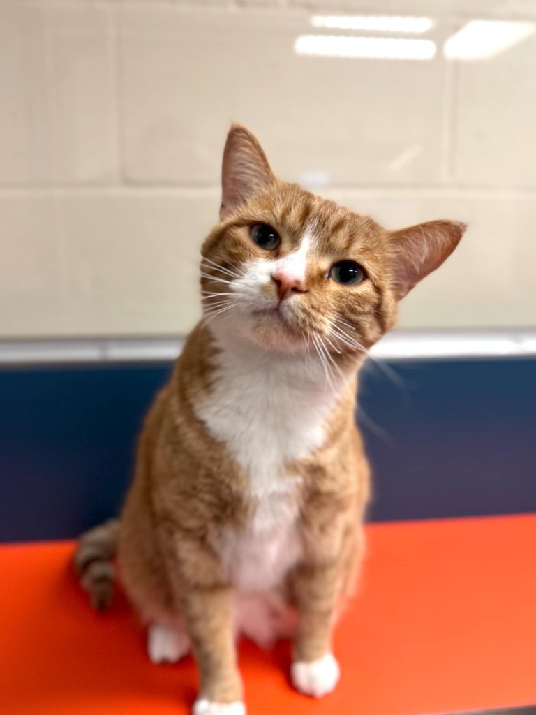 Charlie, an adoptable Domestic Short Hair in Grand Forks, ND, 58203 | Photo Image 1