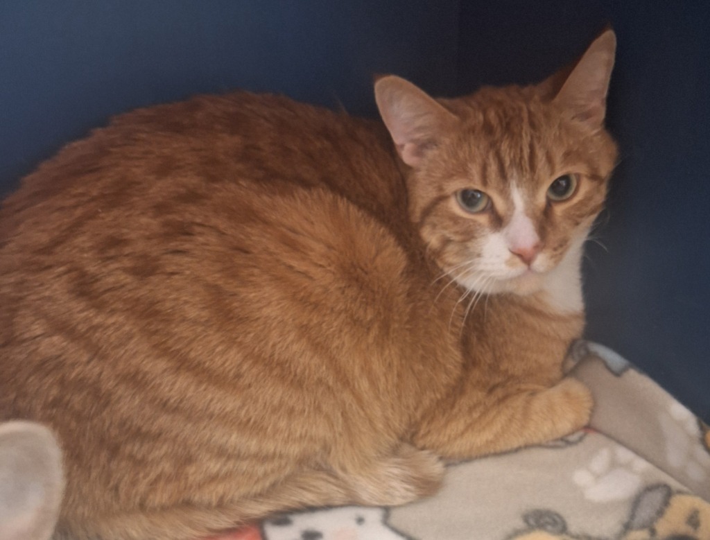 Charlie, an adoptable Domestic Short Hair in Grand Forks, ND, 58203 | Photo Image 2