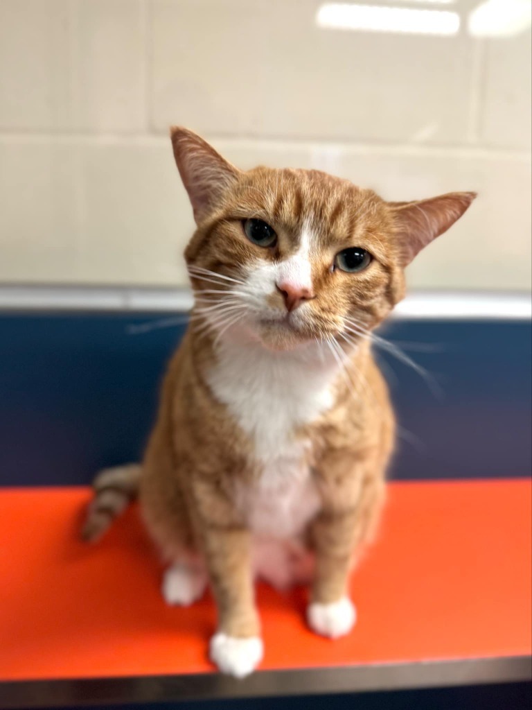 Charlie, an adoptable Domestic Short Hair in Grand Forks, ND, 58203 | Photo Image 3