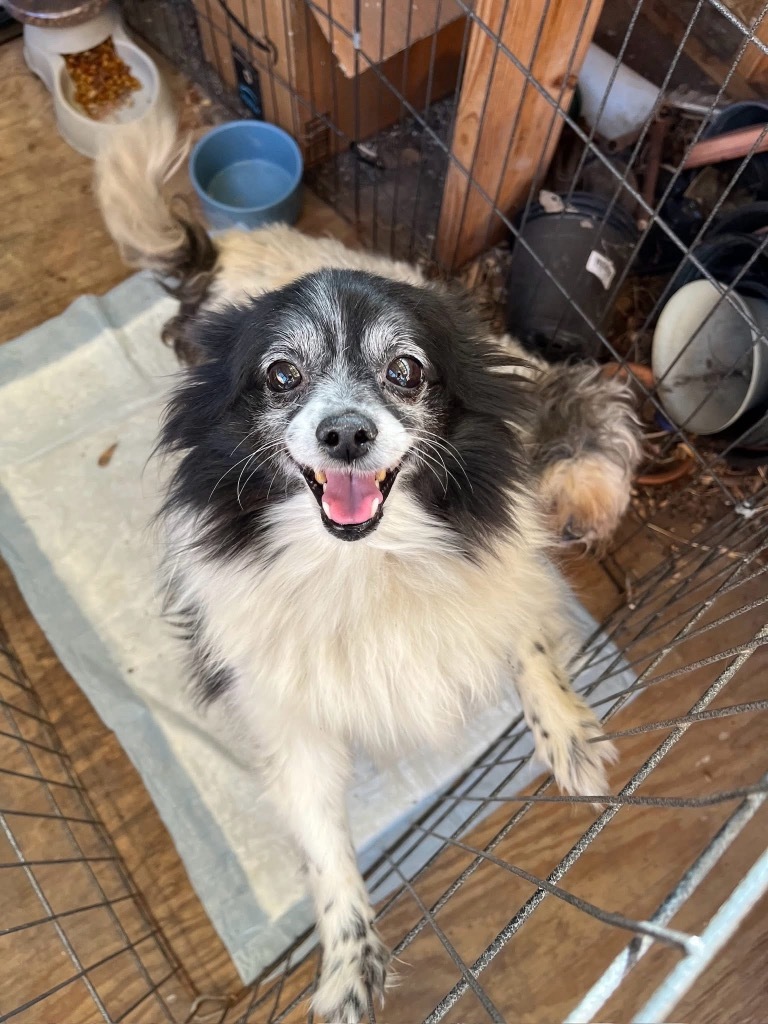Zinnia, an adoptable Papillon, Chihuahua in College Station, TX, 77845 | Photo Image 1
