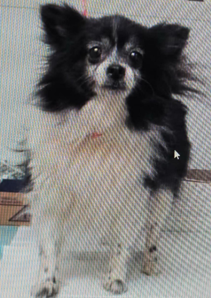 Zinnia, an adoptable Papillon, Chihuahua in College Station, TX, 77845 | Photo Image 2