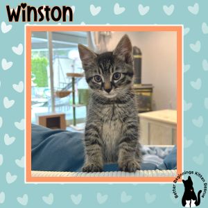 Winston