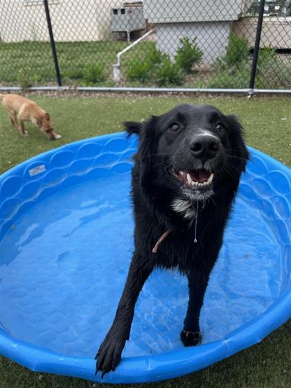 Bear, an adoptable Mixed Breed in Hutchinson, KS, 67504 | Photo Image 2