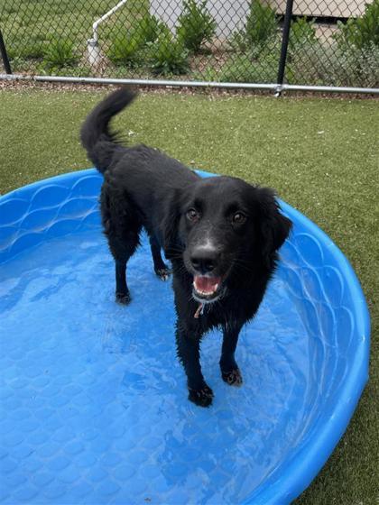Bear, an adoptable Mixed Breed in Hutchinson, KS, 67504 | Photo Image 3