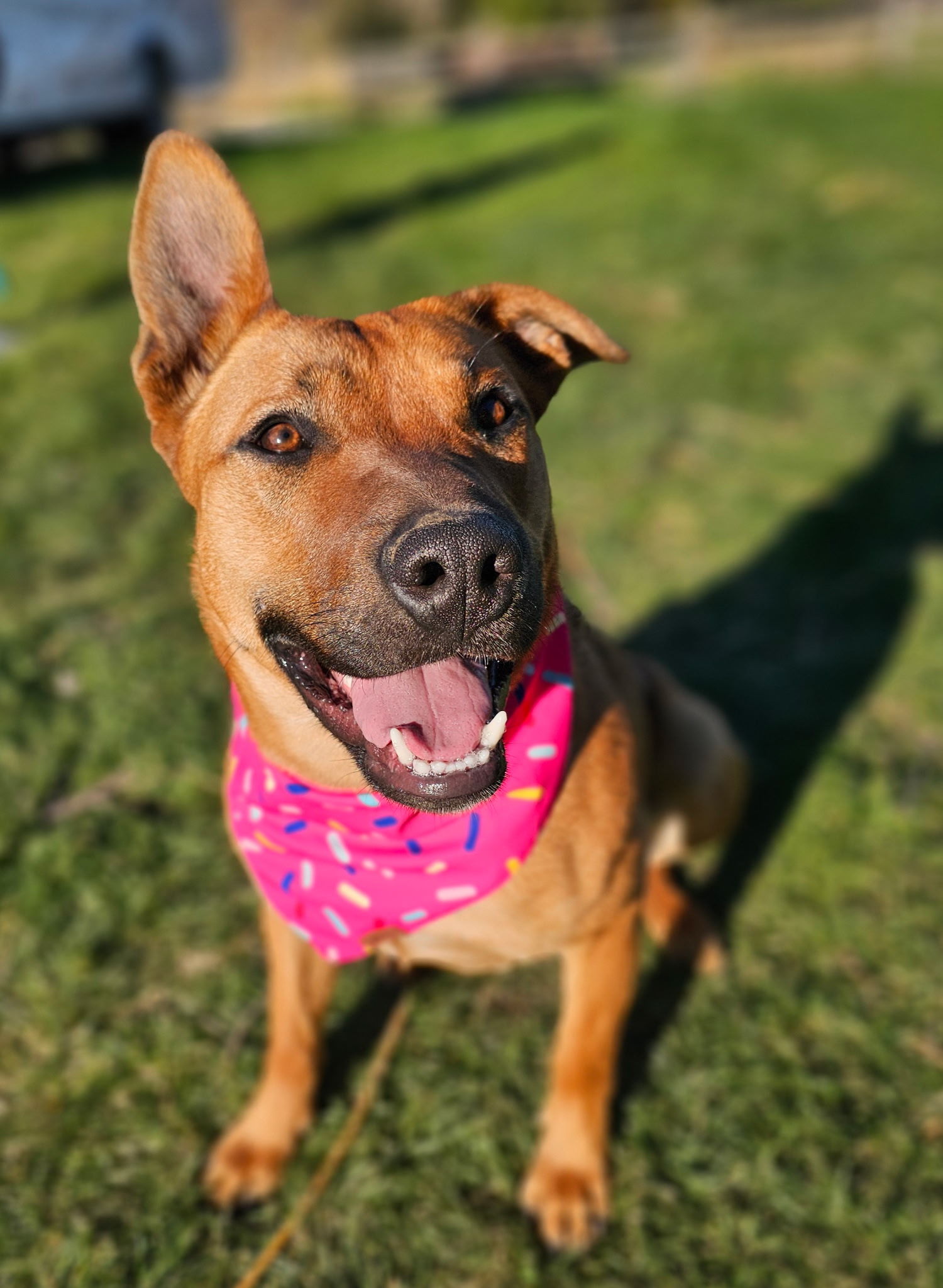 Paula, an adoptable Black Mouth Cur in Twin Falls, ID, 83301 | Photo Image 1