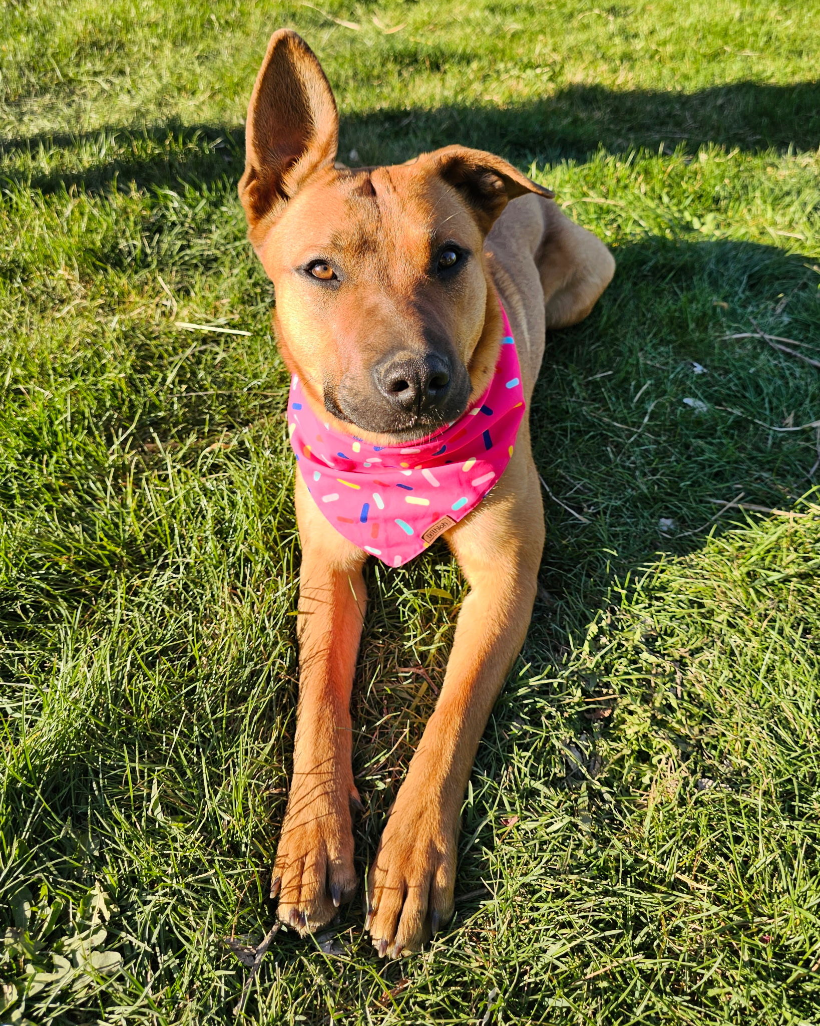 Paula, an adoptable Black Mouth Cur in Twin Falls, ID, 83301 | Photo Image 2
