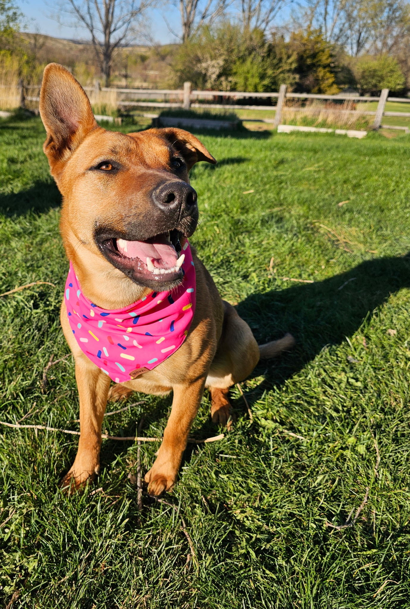 Paula, an adoptable Black Mouth Cur in Twin Falls, ID, 83301 | Photo Image 3