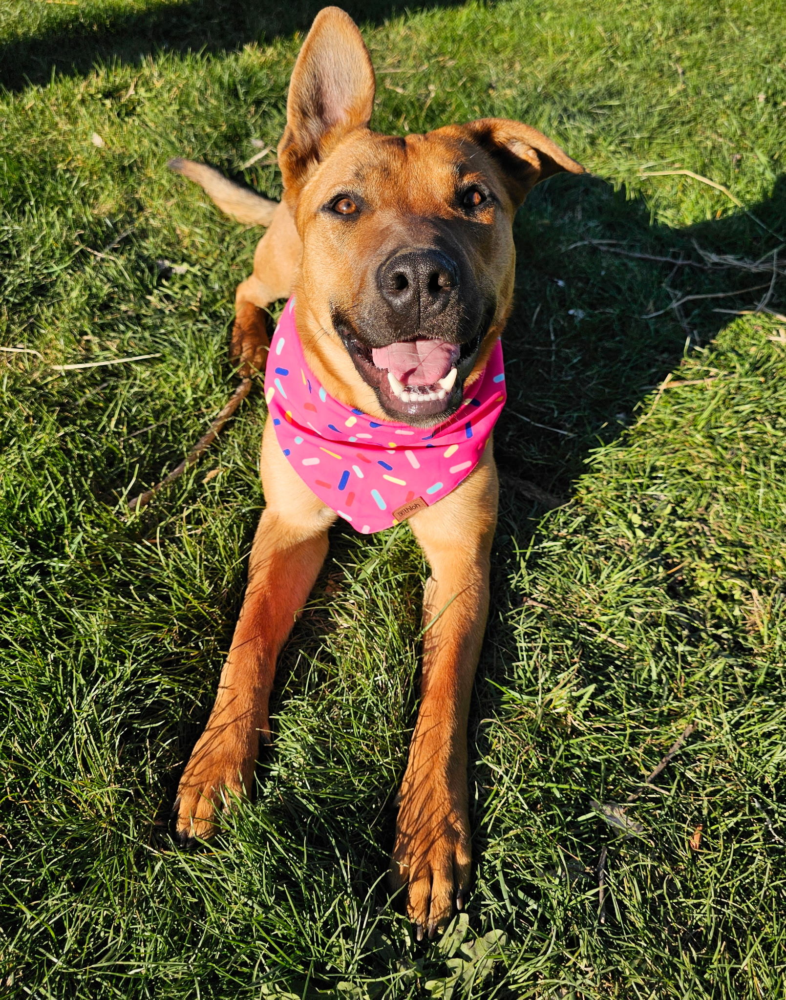 Paula, an adoptable Black Mouth Cur in Twin Falls, ID, 83301 | Photo Image 4