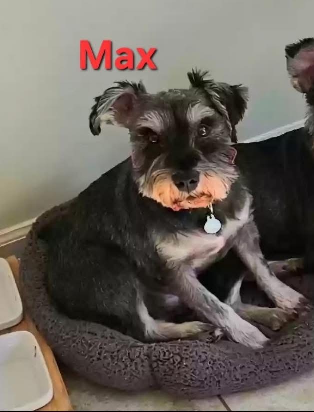 Max (must be adopted with Minnie)