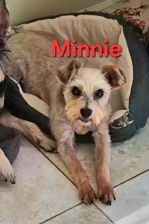 Minnie (must be adopted with Max)
