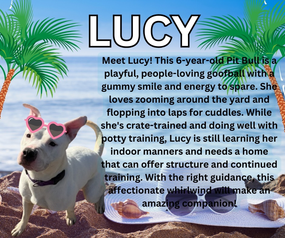 Lucy, an adoptable Pit Bull Terrier in Kenai, AK, 99611 | Photo Image 1