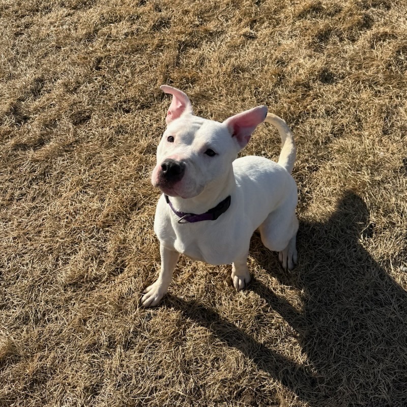 Lucy, an adoptable Pit Bull Terrier in Kenai, AK, 99611 | Photo Image 2