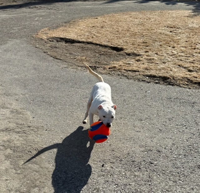 Lucy, an adoptable Pit Bull Terrier in Kenai, AK, 99611 | Photo Image 3