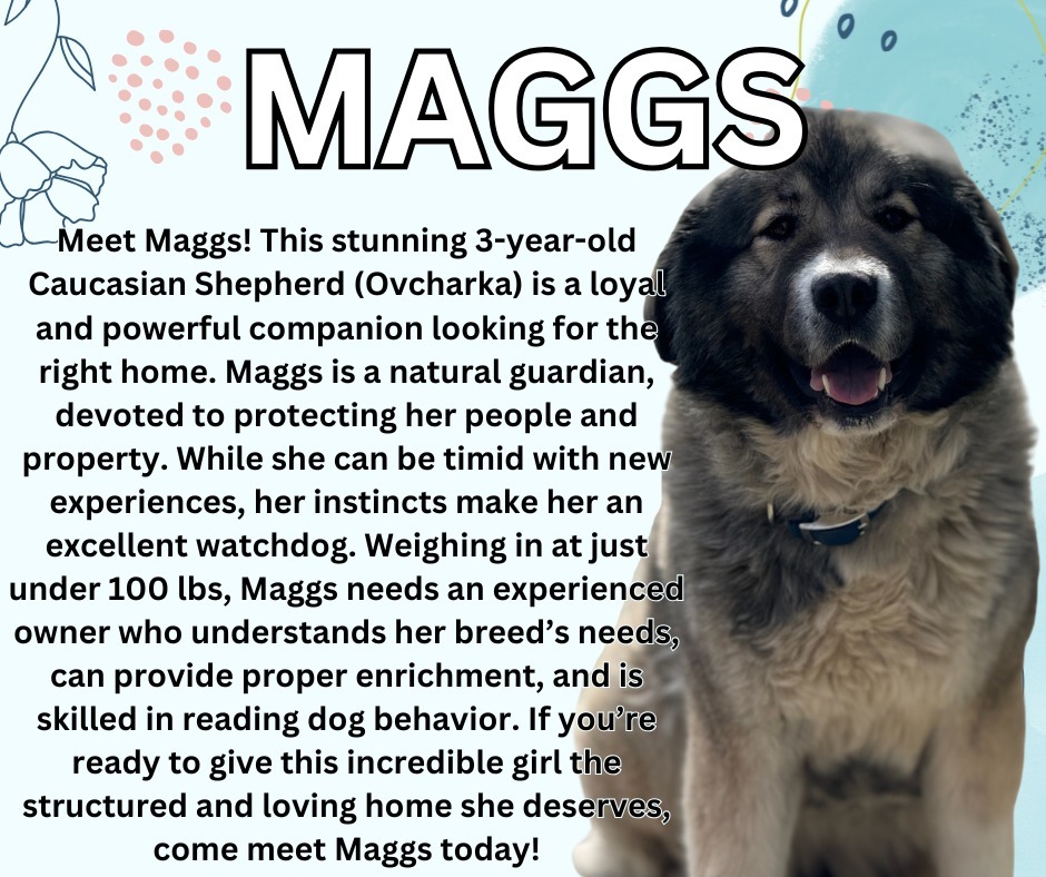 Maggs, an adoptable Affenpinscher in Kenai, AK, 99611 | Photo Image 1