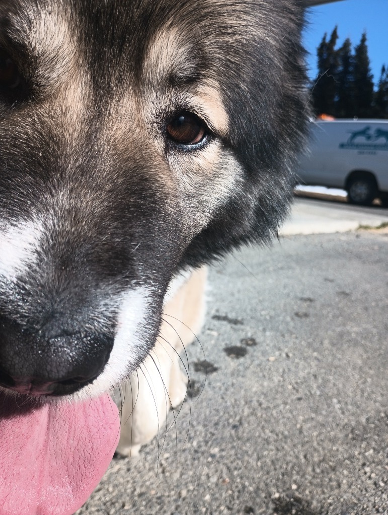 Maggs, an adoptable Affenpinscher in Kenai, AK, 99611 | Photo Image 3