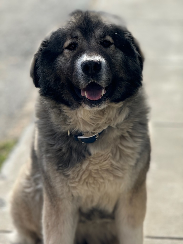 Maggs, an adoptable Affenpinscher in Kenai, AK, 99611 | Photo Image 5