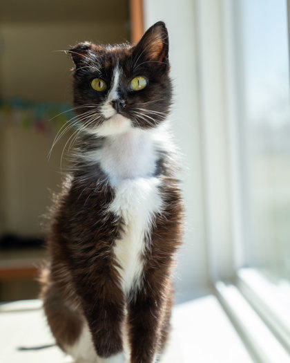 Tamsin, an adoptable Domestic Short Hair in Pequot Lakes, MN, 56472 | Photo Image 1