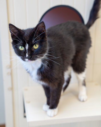 Tink, an adoptable Domestic Short Hair in Pequot Lakes, MN, 56472 | Photo Image 1