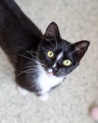 Tink, an adoptable Domestic Short Hair in Pequot Lakes, MN, 56472 | Photo Image 1