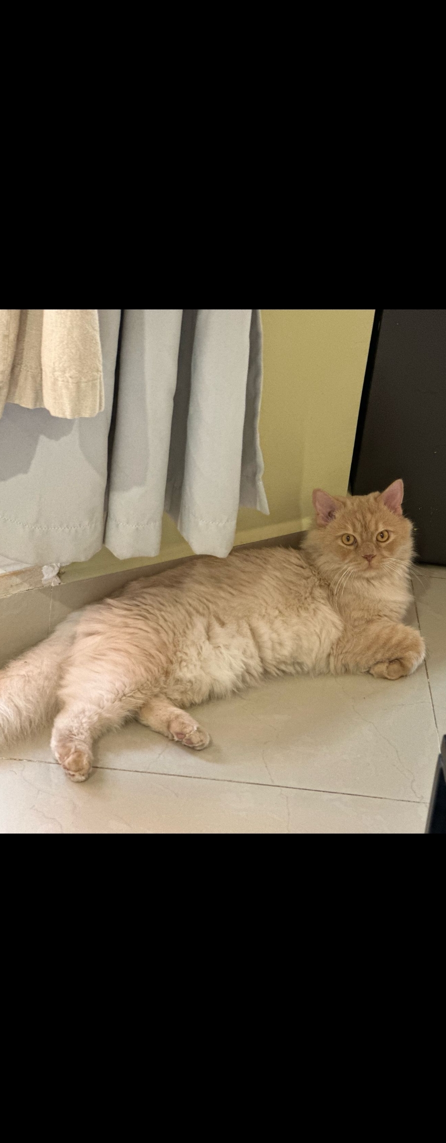 Whisky, an adoptable Persian in Snow Hill, MD, 21863 | Photo Image 2