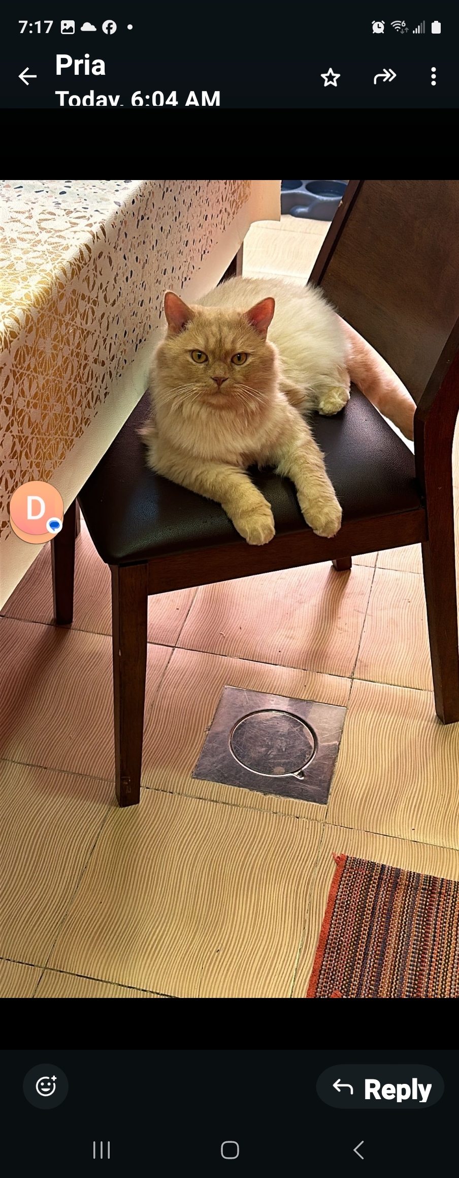 Whisky, an adoptable Persian in Snow Hill, MD, 21863 | Photo Image 3