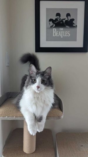Louie, Senior Male Domestic Long Hair