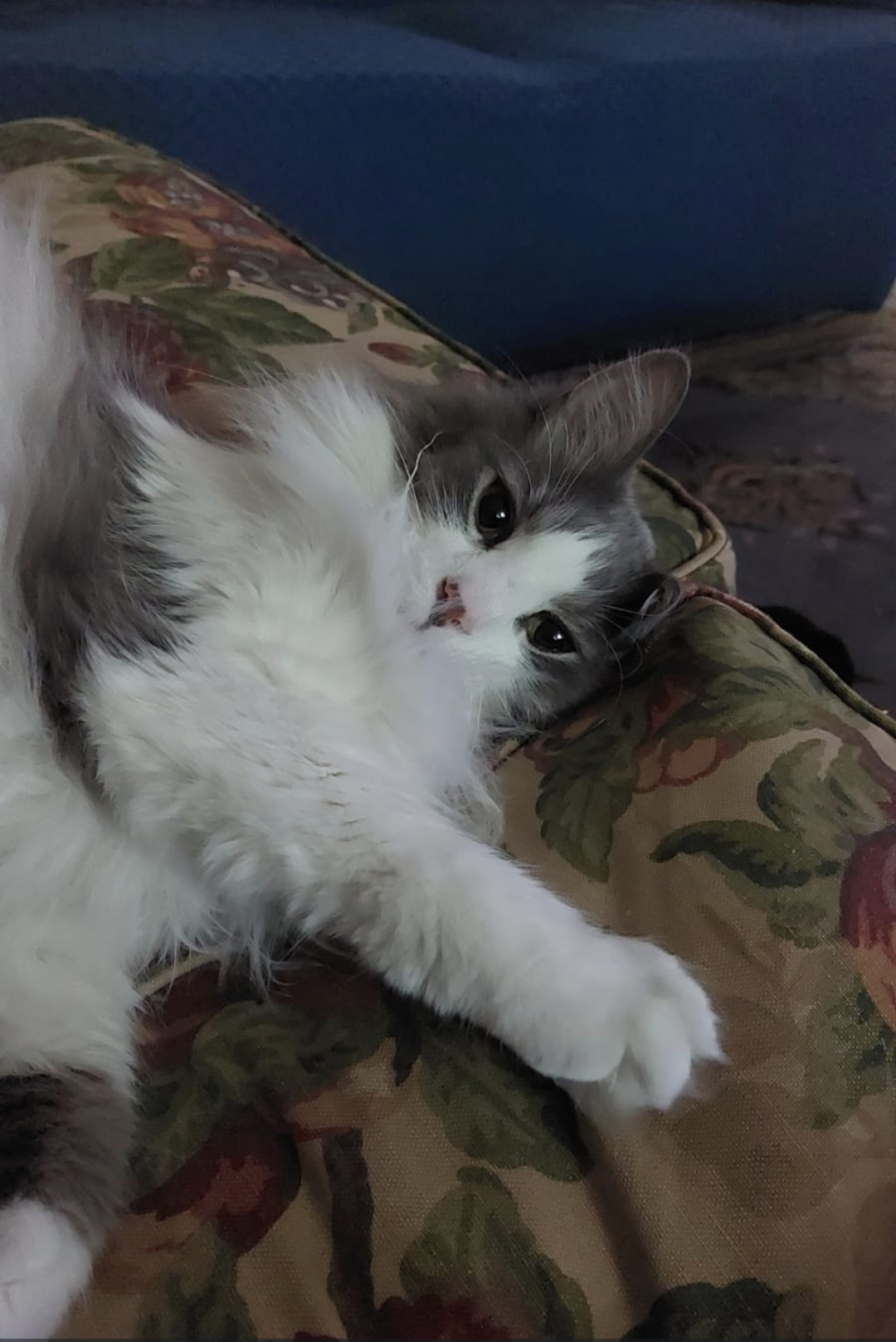 Louie