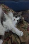 Louie photo 2