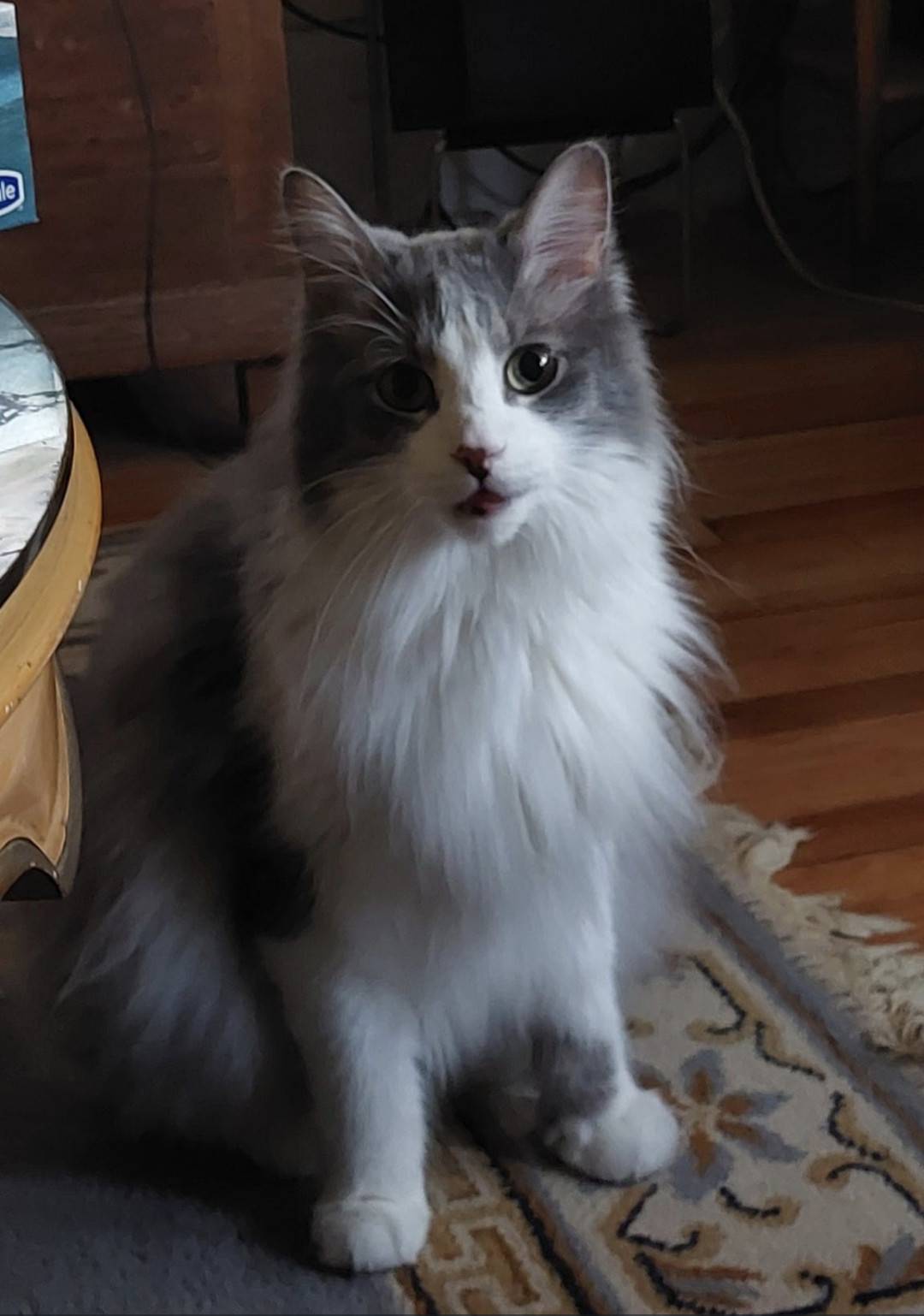 Louie