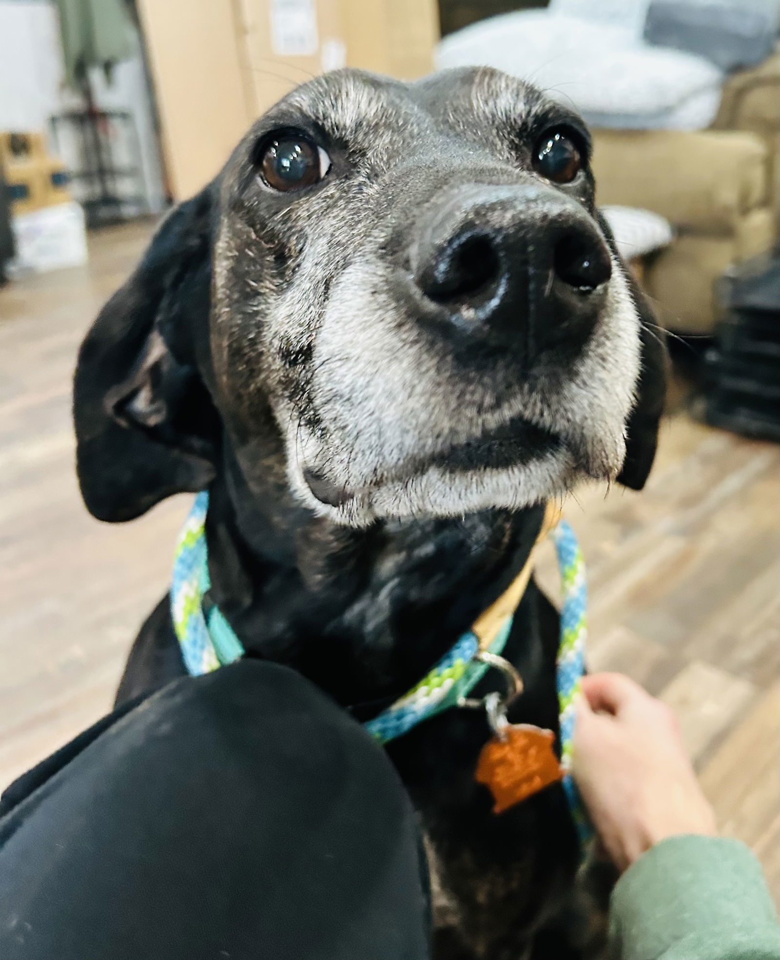 Maci