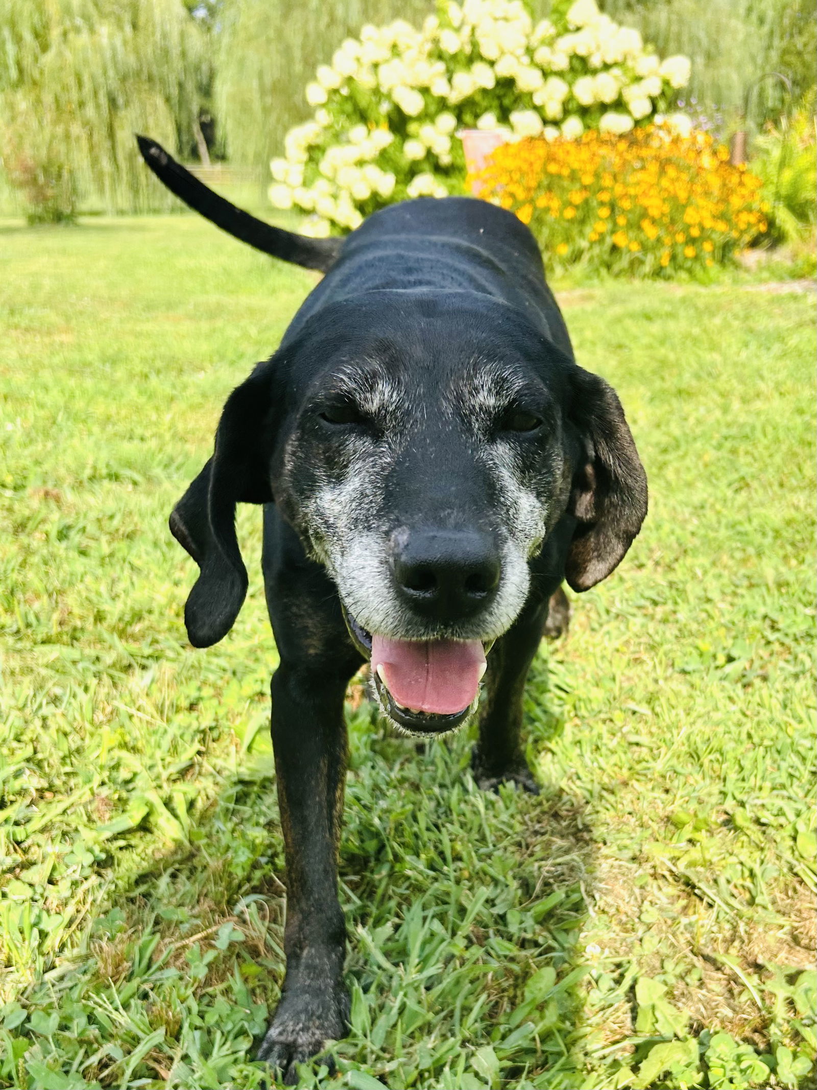 Maci