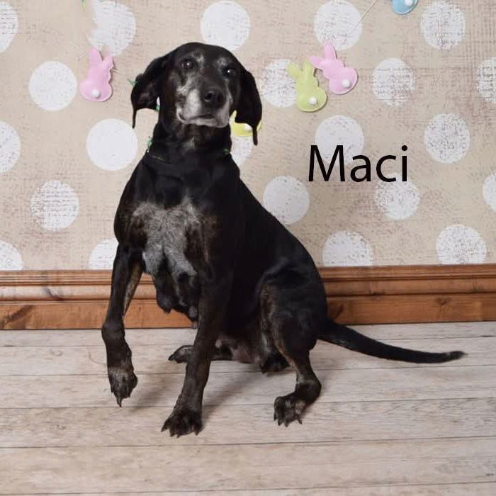 Maci