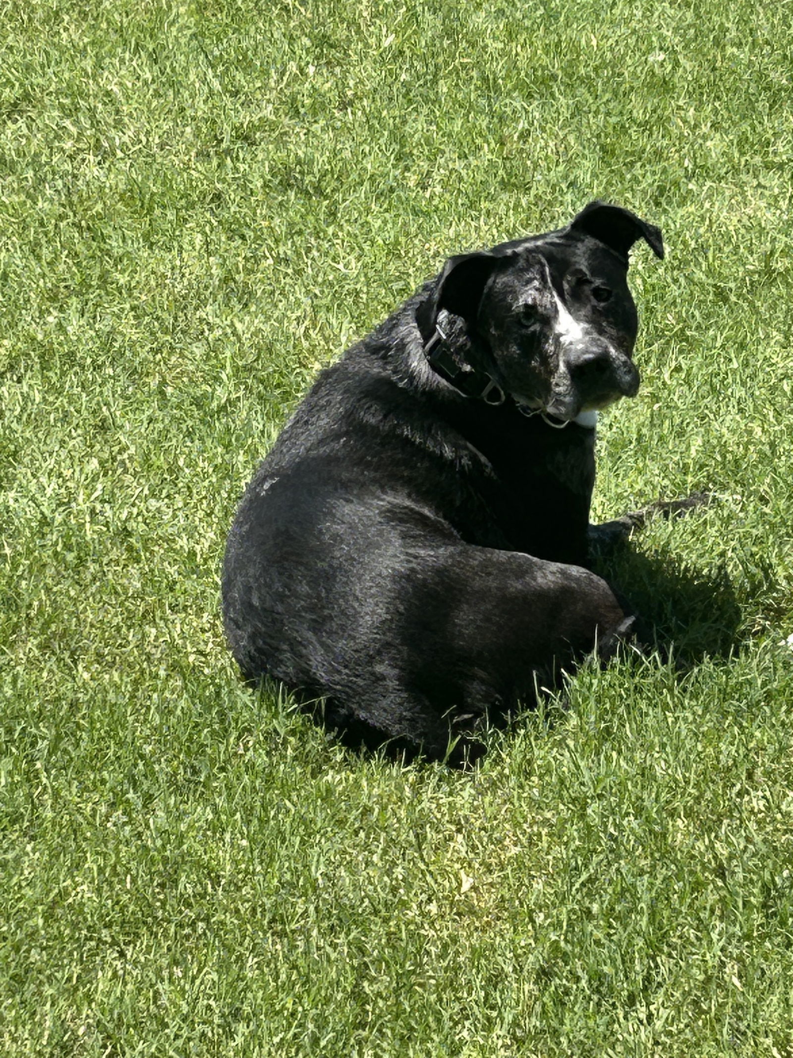 Roxi