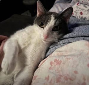 Boop, Adult Male Domestic Short Hair