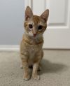 Nugget