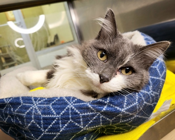 Gatsby 43823, an adoptable Domestic Medium Hair in Pocatello, ID, 83205 | Photo Image 1