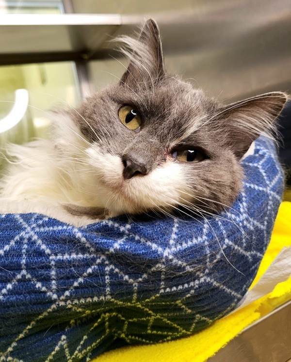 Gatsby 43823, an adoptable Domestic Medium Hair in Pocatello, ID, 83205 | Photo Image 2