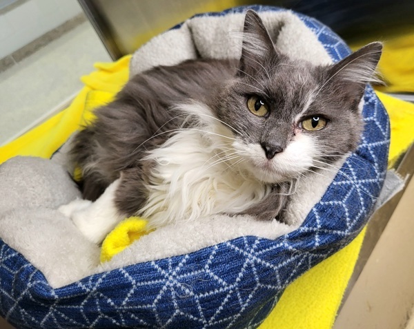 Gatsby 43823, an adoptable Domestic Medium Hair in Pocatello, ID, 83205 | Photo Image 3