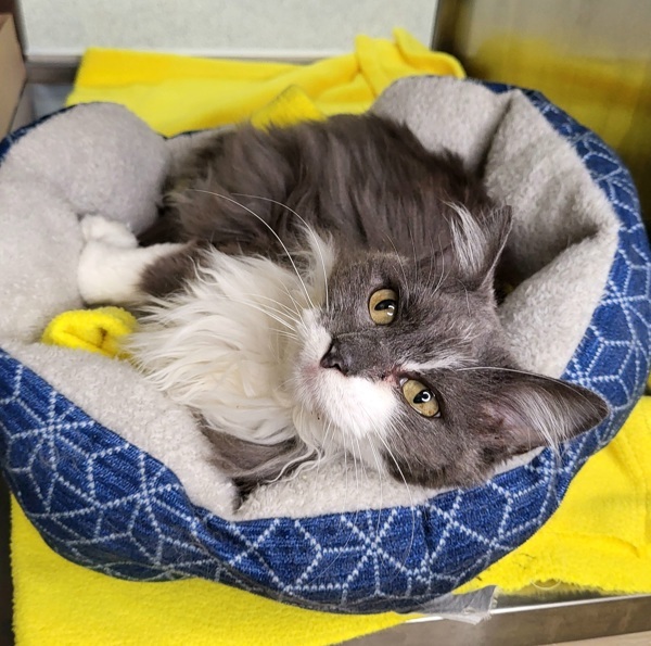 Gatsby 43823, an adoptable Domestic Medium Hair in Pocatello, ID, 83205 | Photo Image 4
