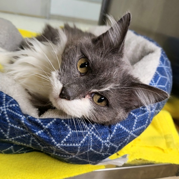 Gatsby 43823, an adoptable Domestic Medium Hair in Pocatello, ID, 83205 | Photo Image 5