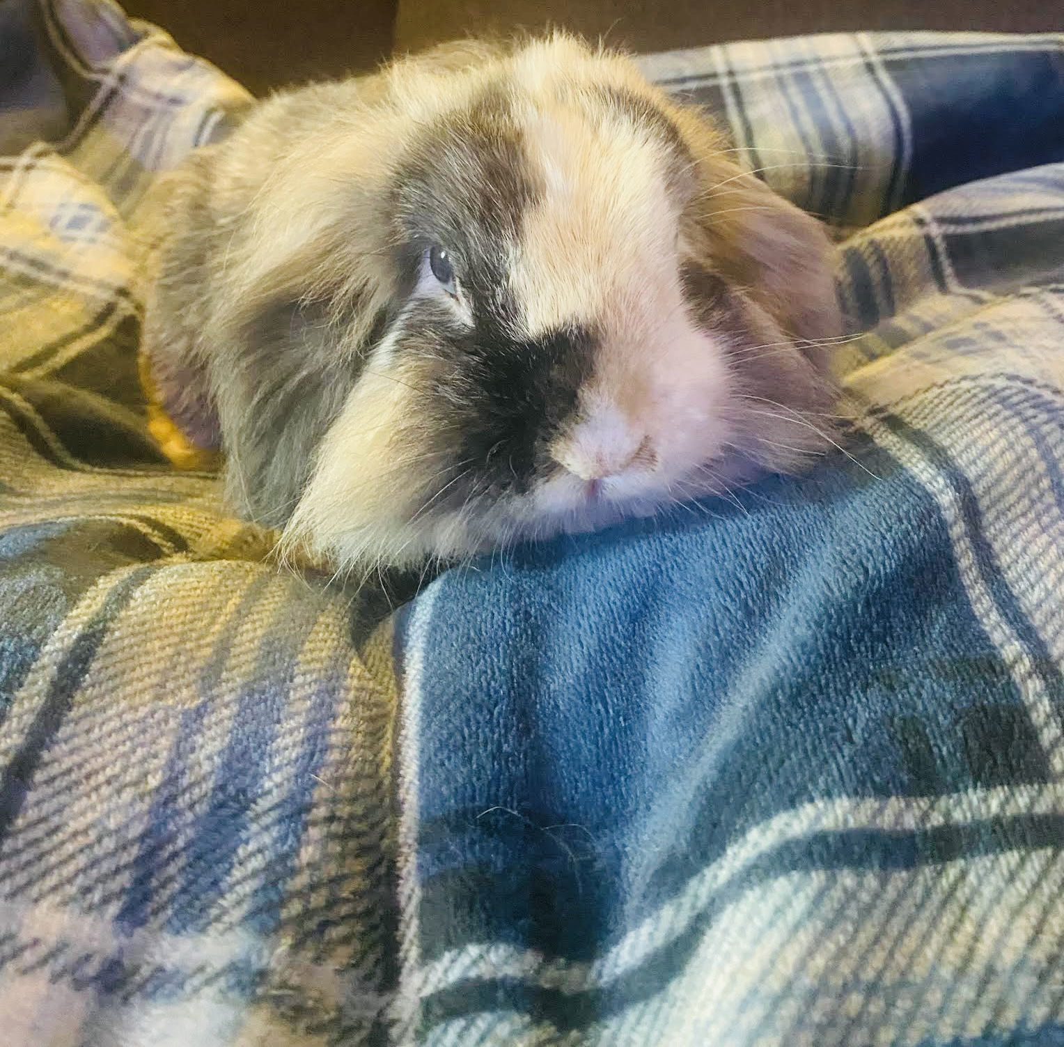 Lila