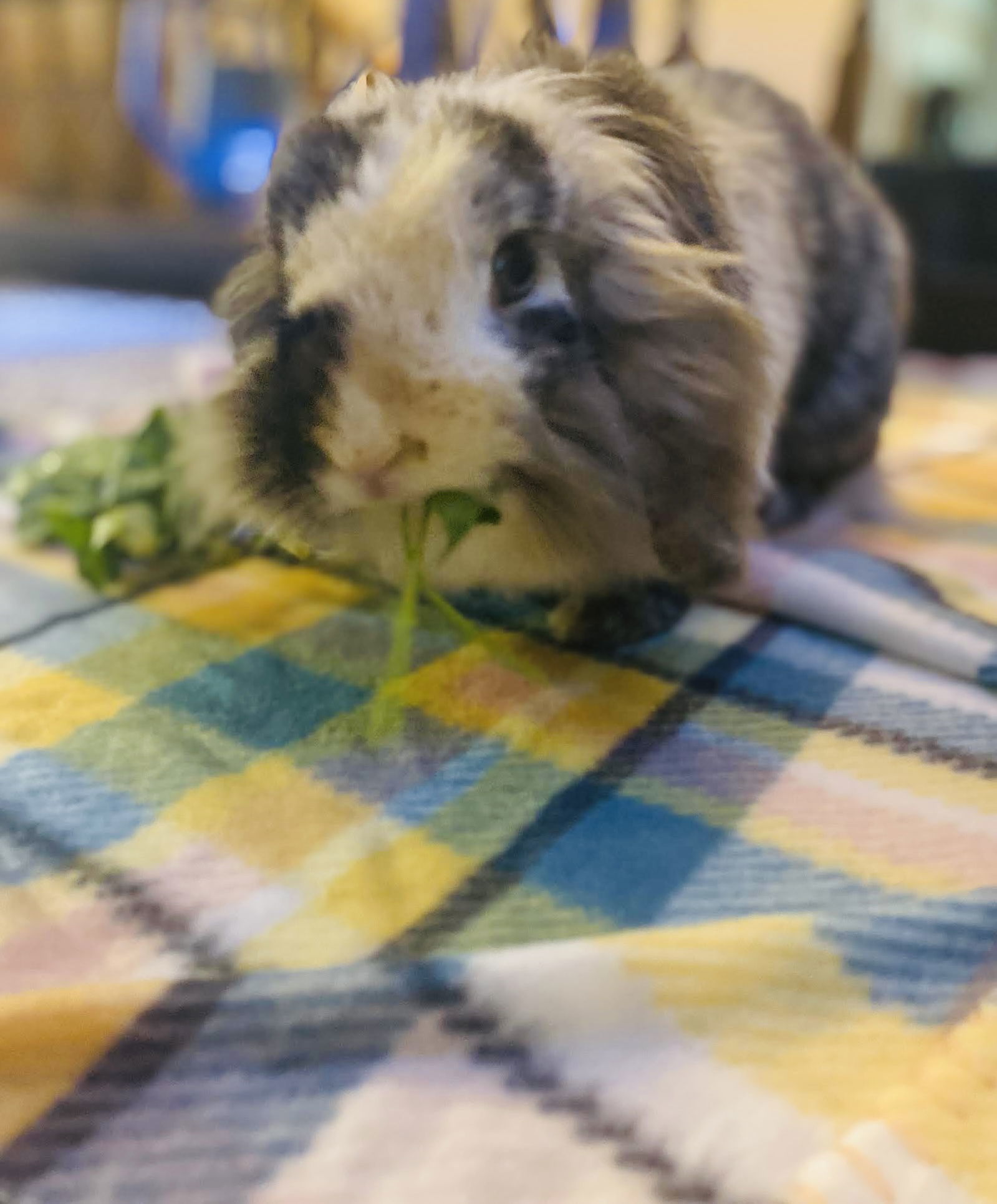 Lila