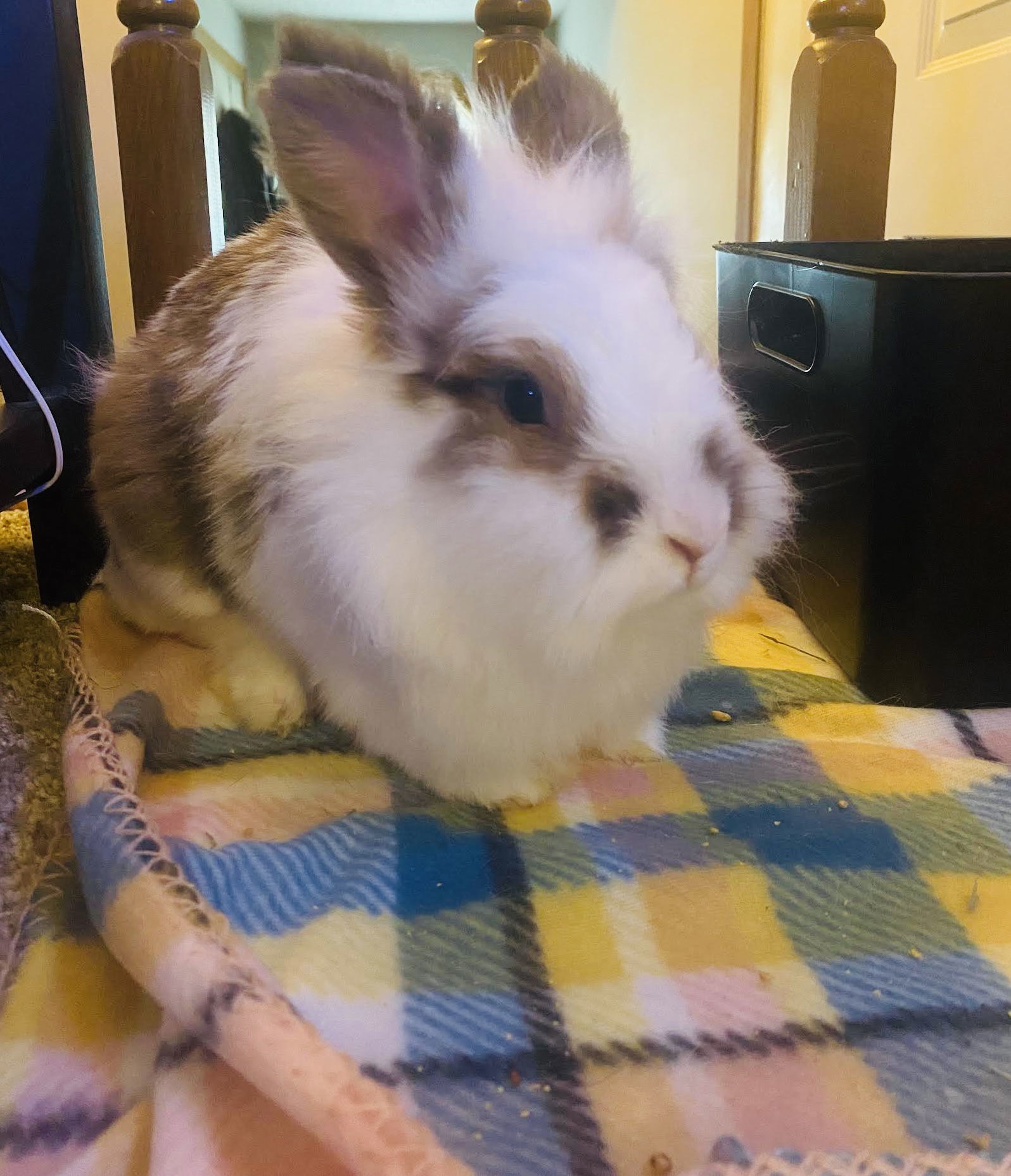 Rosie