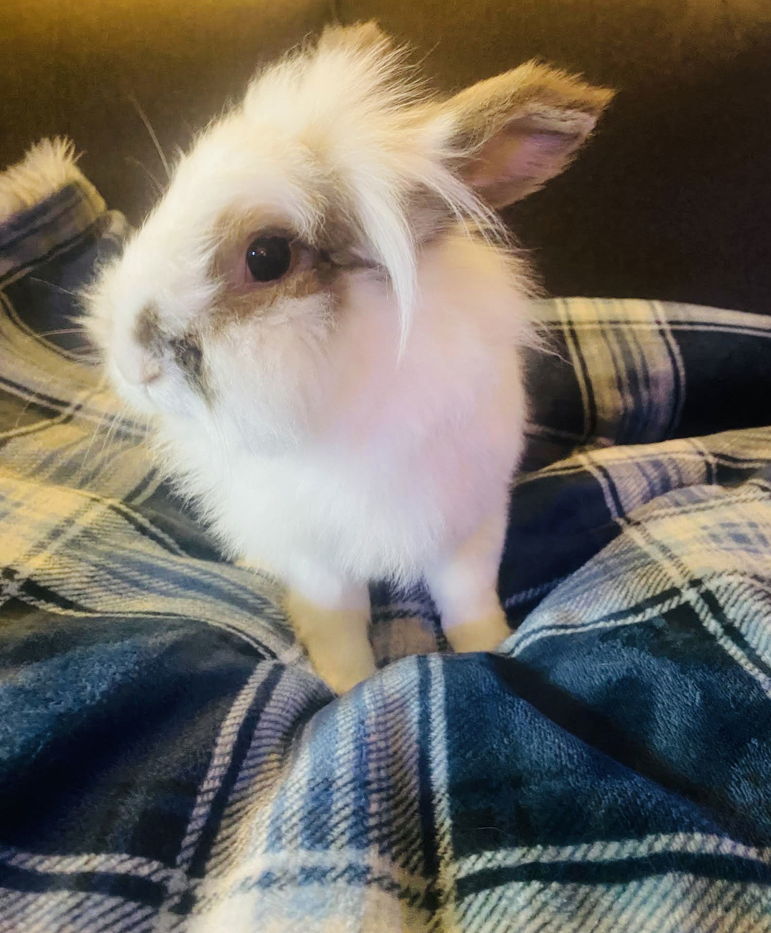 Rosie